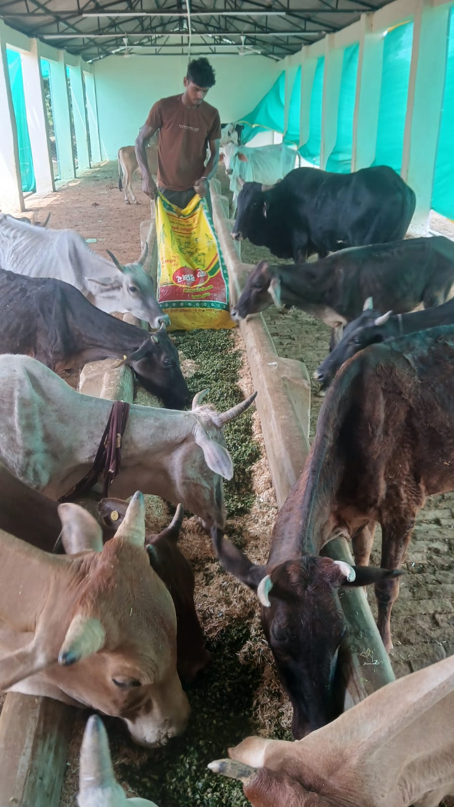 Cows enjoying their meal