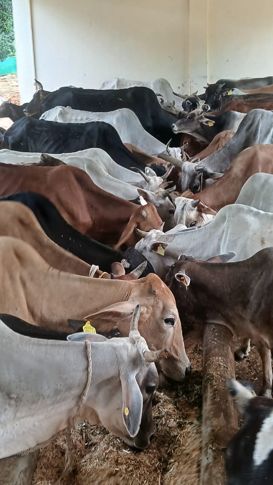 Our herd at the shelter