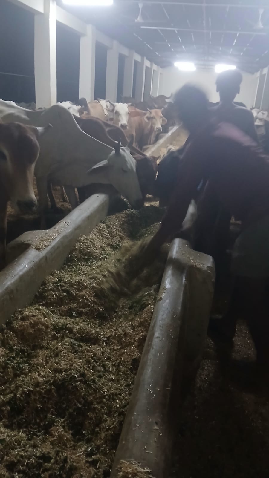 Night feeding round