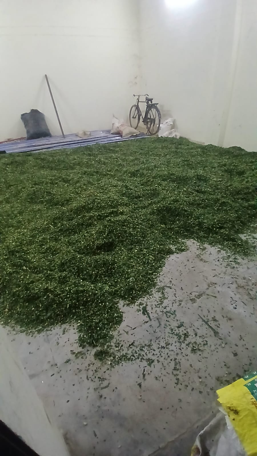 Fresh green fodder prepared daily