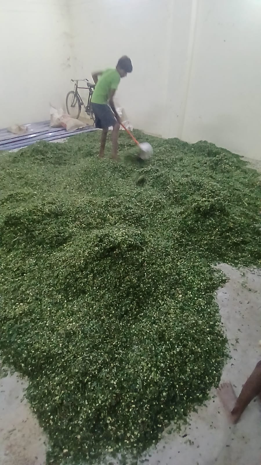 Sevaks preparing the feed